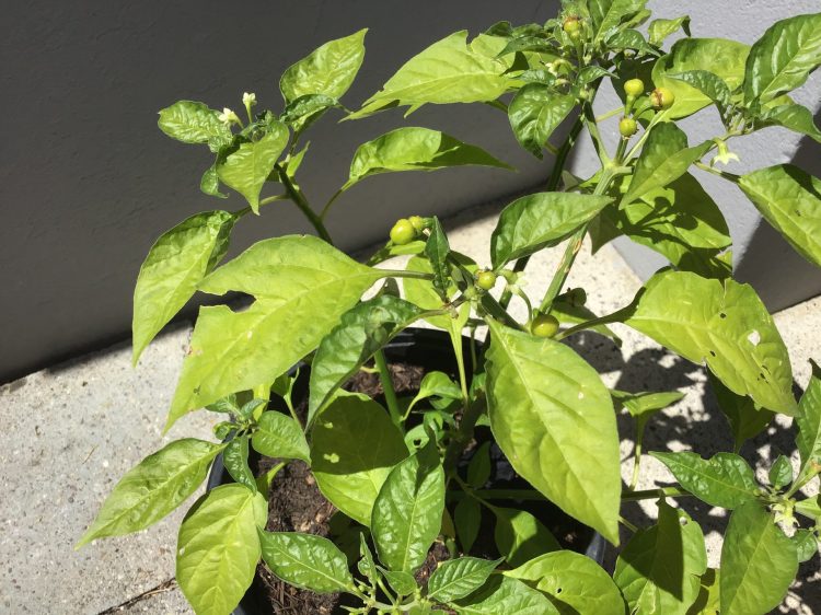 Unsere besonderen Chilis