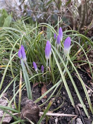 Krokusse (Blumen)