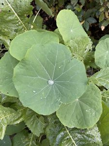 Wassertropf auf Kapuzinerkresseblatt