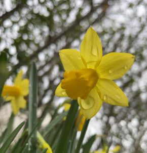 Im Frühling blühen bei uns ganz viele Blumen. Es ist jedes Jahr wieder eine Freude. Tolle Farben -  überall. Auf der Wiese, im Topf oder im Beet.