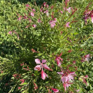 Wie schön der Garten doch zur Zeit gerade ist. Mir all seinen kleinen Insekten. Den Blumen und Pflanzen, die erstrahlen. Das reife Gemüse. 