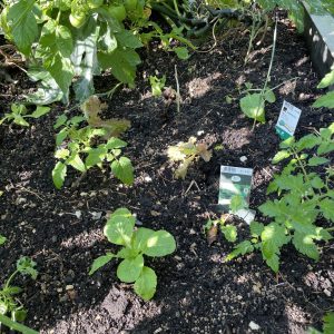 Gemüsehochbeet August neues Gemüse