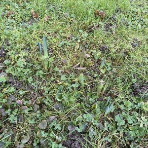 Auf der Rasenfläche, ganz vorne am Spitz, schauen die ersten Tulpen aus der Erde. Was macht diese Tatsache so goldig?