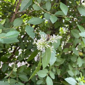 Ligusterhecke mit Biene