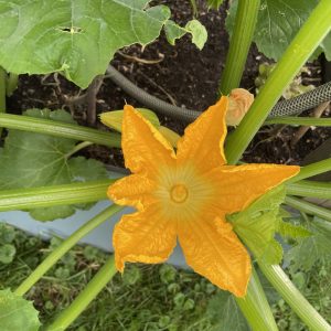 Gelbe Zucchini