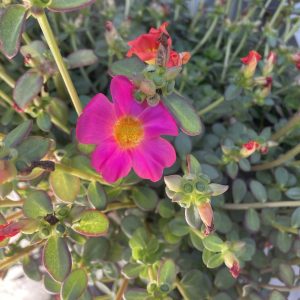 Schöne Entdeckungen - in meinem Garten gibt es viel Gemüse, ein paar feine Früchte und schöne Blumen zur Zeit.