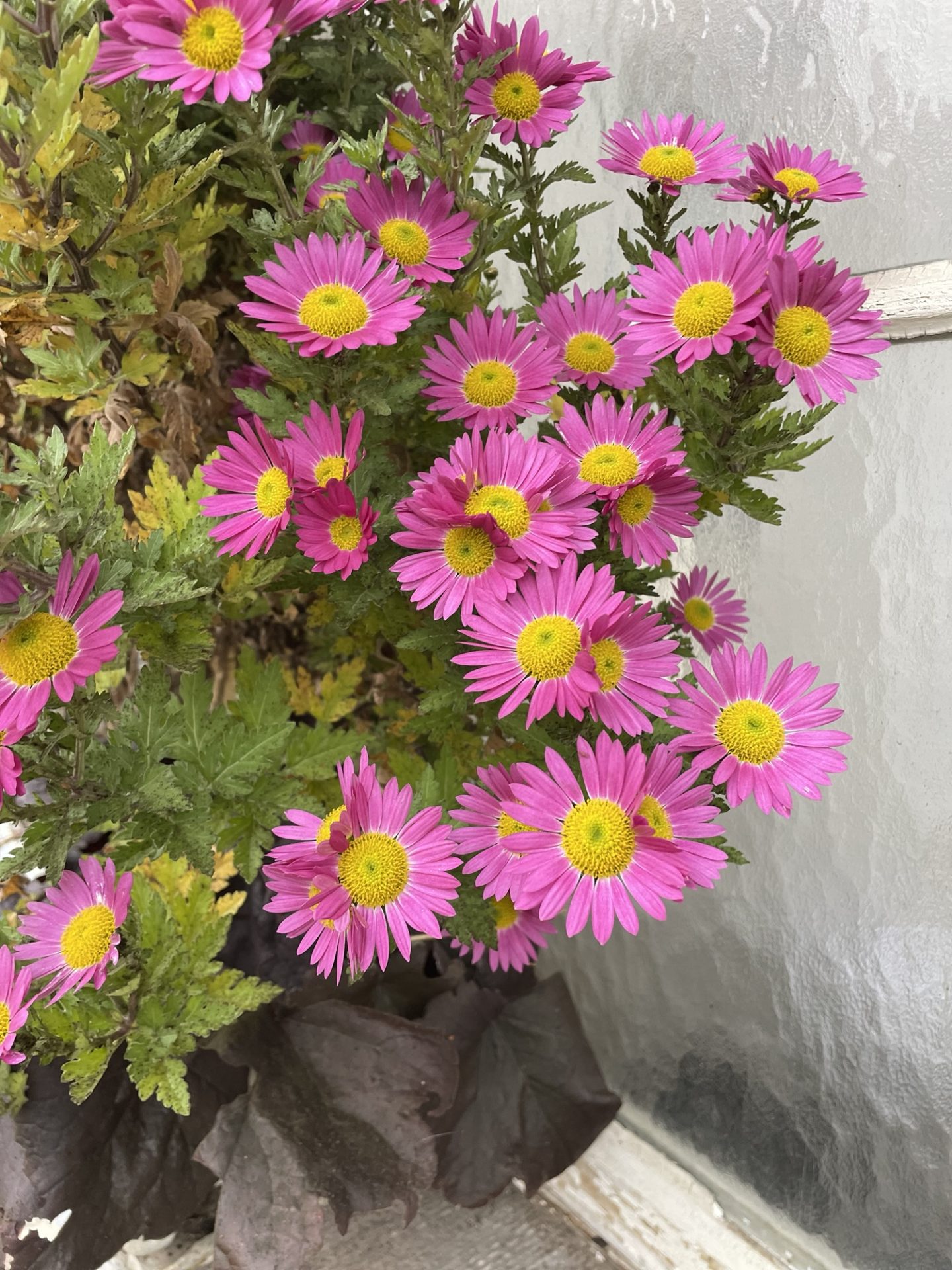 Farbige Blumenpracht Anfang November