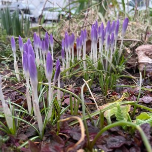 Krokusse