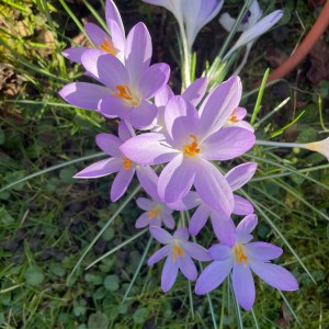 Krokusse - eine tolle Blume im Frühlingsgarten. Für mich bedeutet sie, dass es jetzt wirklich in die warme Jahreszeit wechselt. 