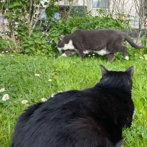 Schön isch es im Gärtle - Im Frühlingsgärtle fühlen sich die Katzen wohl. Aufnahmen mit bunten Blumen aus dem Gärtle habe ich beigefügt.