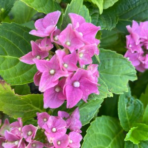 Hortensie