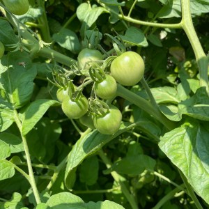 Tomaten 2026 rund