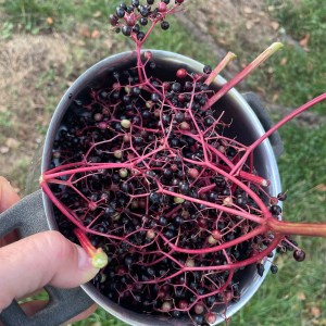 Eine Hand hält einen Topf voller schwarzer Holunderbeeren und roter Stängel.